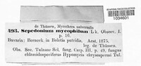 Hypomyces chrysospermus image
